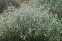 Strobilanthes cordifolia (Vahl) J.R.I.Wood